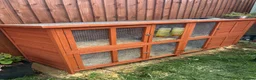Ferret rodents for sale: Male Ferrets to go together in Corsham - Advert 3