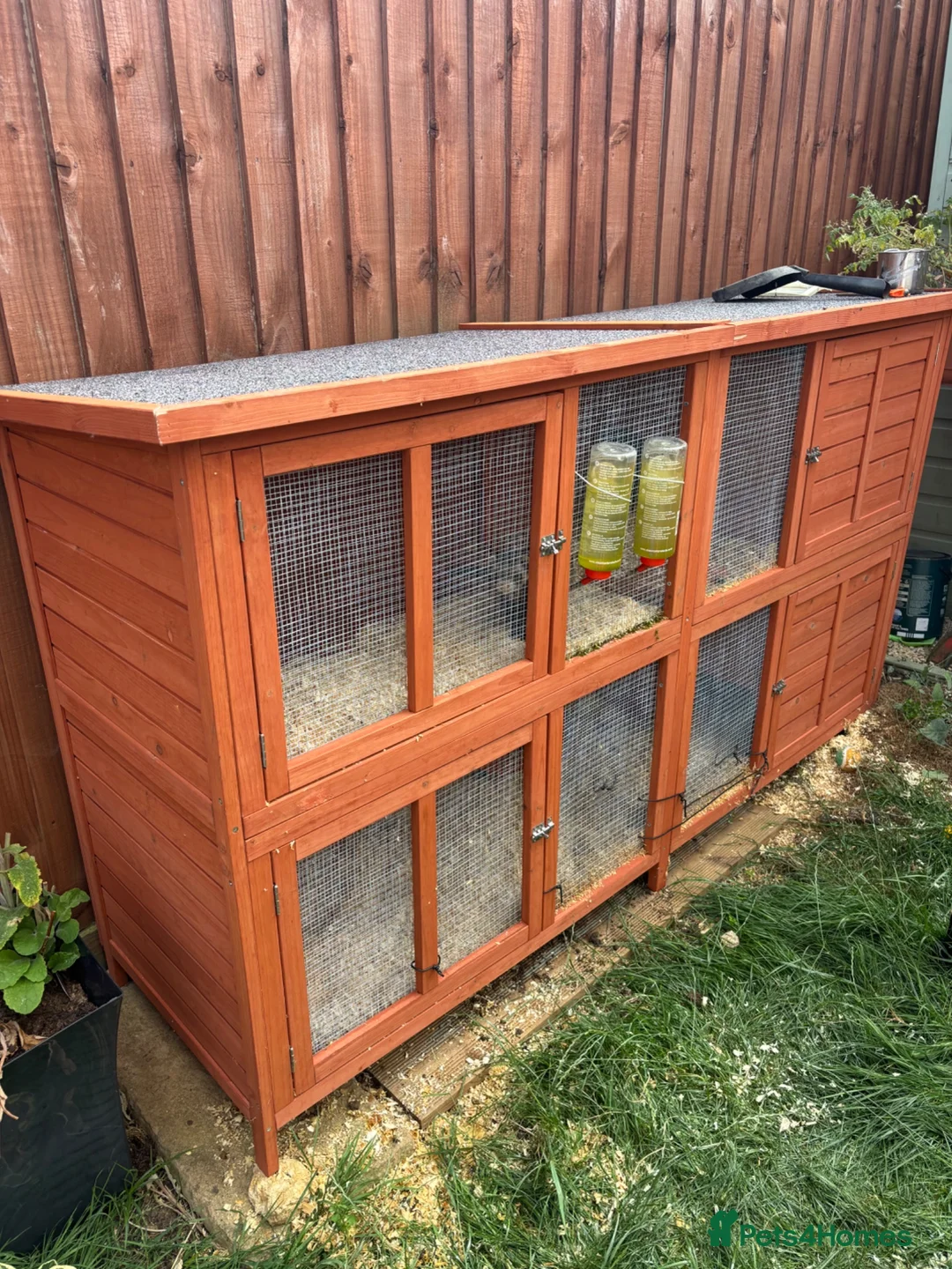 Ferret rodents for sale: Male Ferrets to go together in Corsham - Advert 3