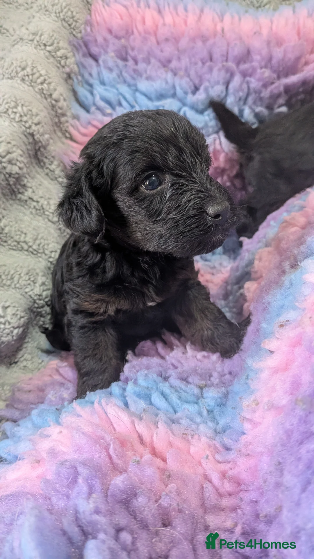 Yorkiepoo dogs for sale: Yorkiepoo puppies - Advert 2