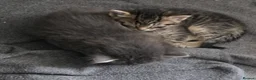 Mixed Breed cats for sale: Mixed tabby x 5 - Advert 13