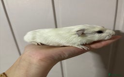 Guinea Pig rodents for sale: Cornet X Swiss Sows - Image 3