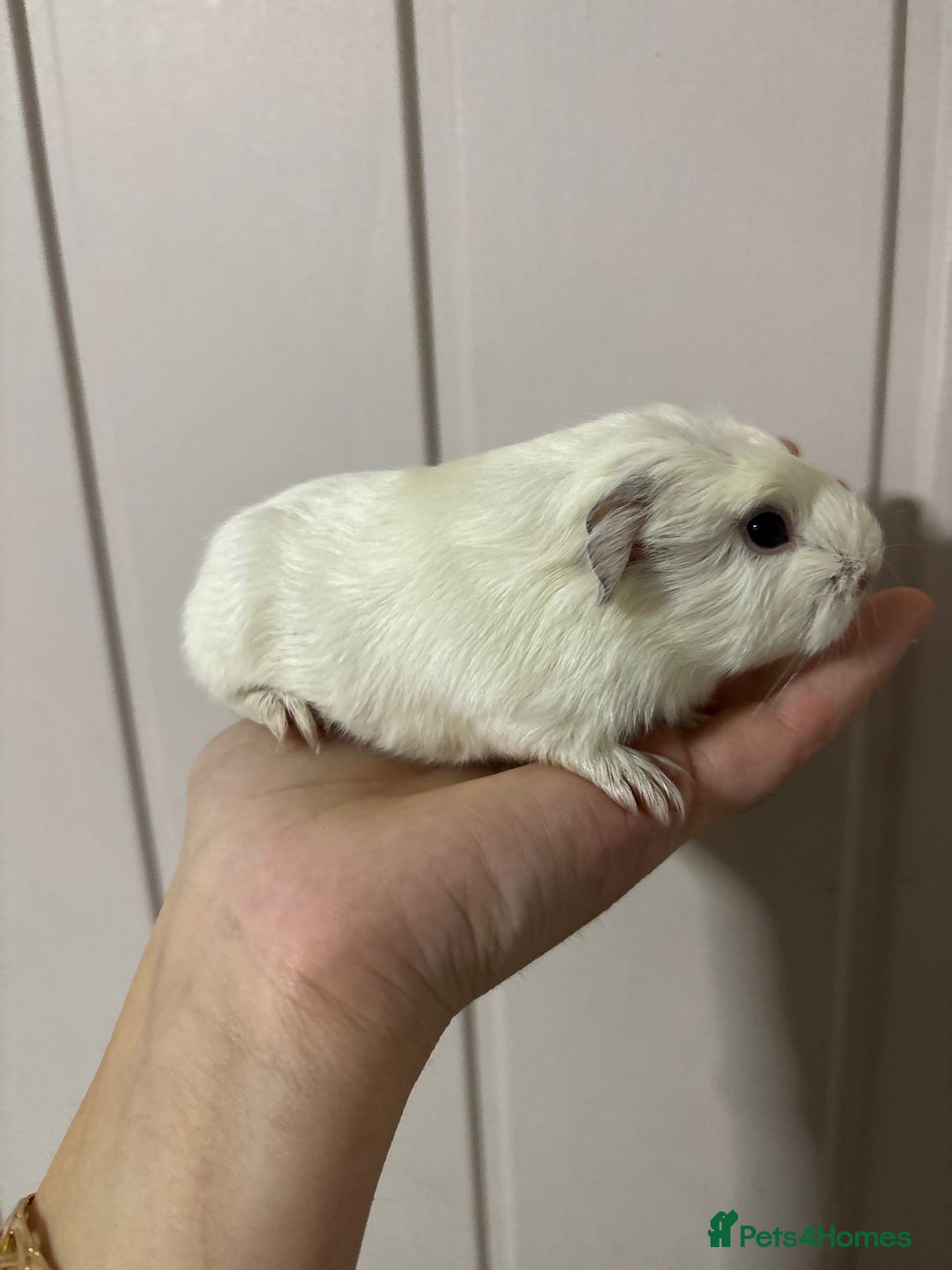 Guinea Pig rodents for sale: Cornet X Swiss Sows - Image 3