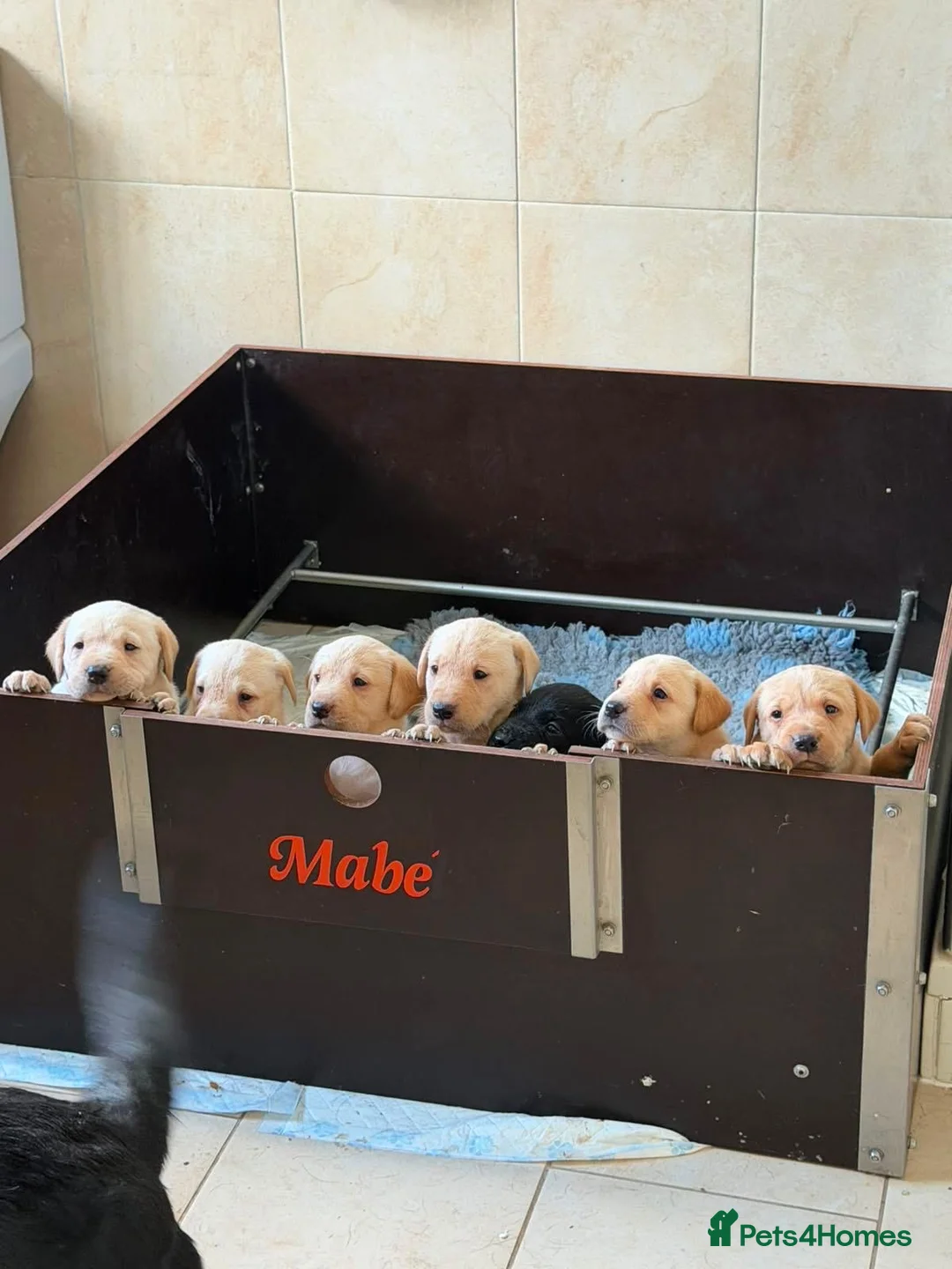 Labrador Retriever dogs for sale: KC Registered Labrador Puppies  - Advert 1
