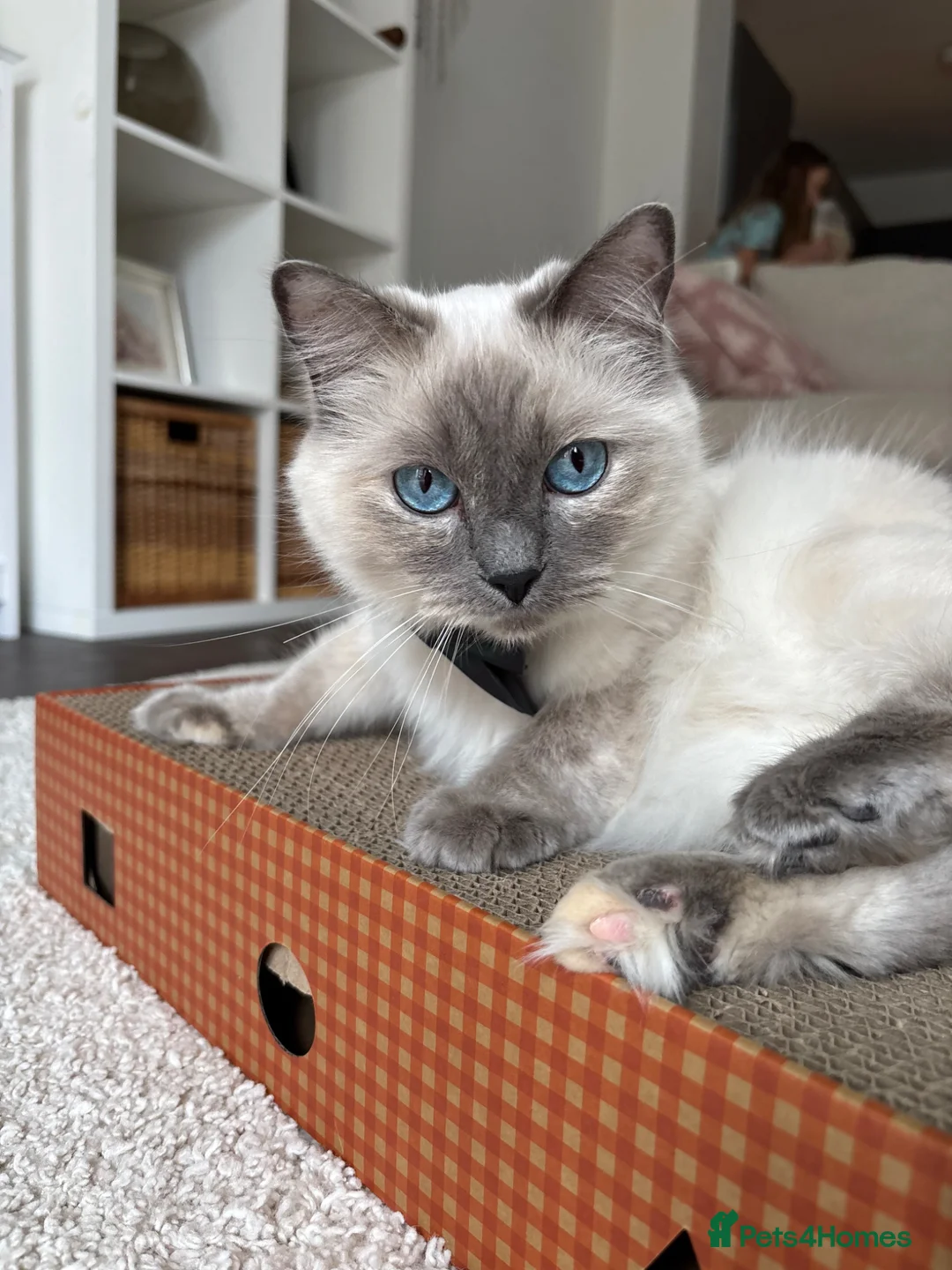 Ragdoll cats for sale: Ragdoll kittens - ASD child environment  in Farnborough - Advert 1