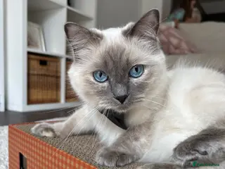 Ragdoll cats Ragdoll kittens - ASD child environment - Advert 1