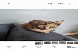 British Shorthair cats for sale: Kittens for sale - Image 3