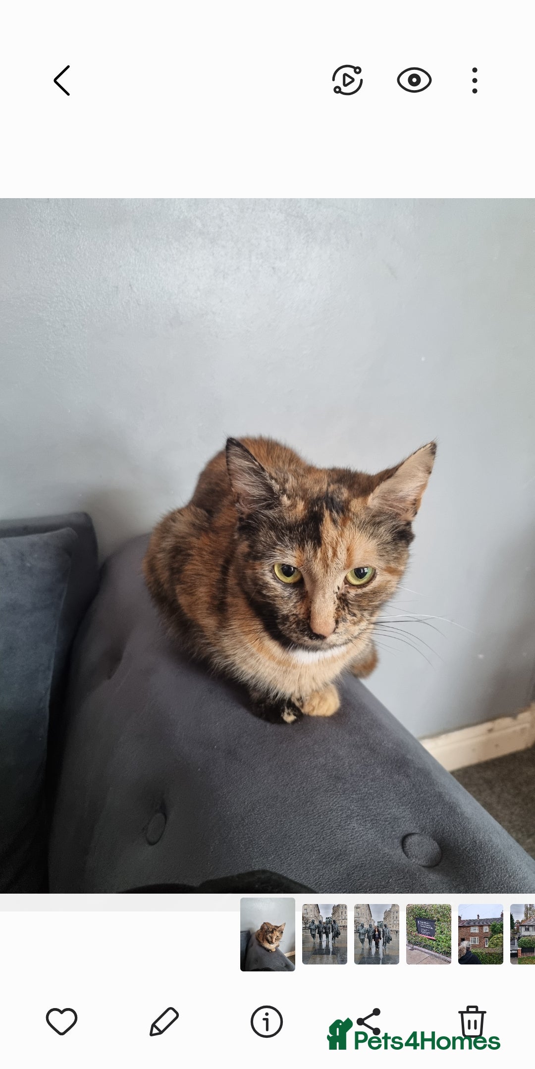 British Shorthair cats for sale: Kittens for sale - Image 3