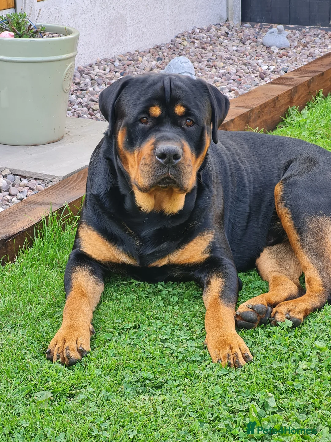 Rottweiler dogs for stud: Bruno the Rottweiler Stud Services in Wrexham - Advert 2