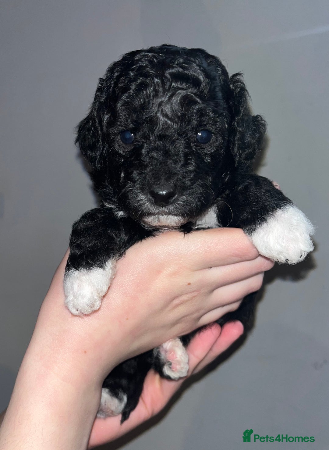 Mixed Breed dogs for sale: Cavapoochon puppies - Advert 9