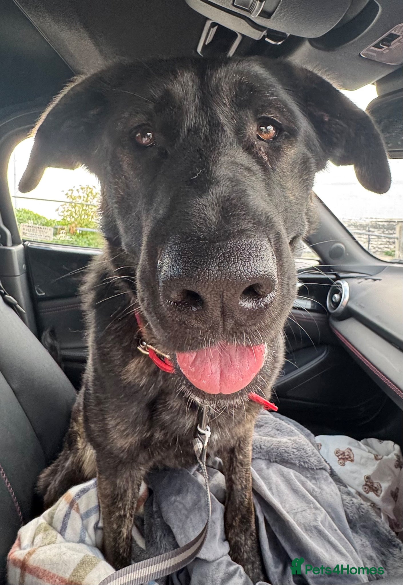 Mixed Breed dogs Young loving German shepherd x cane corso - Advert 7
