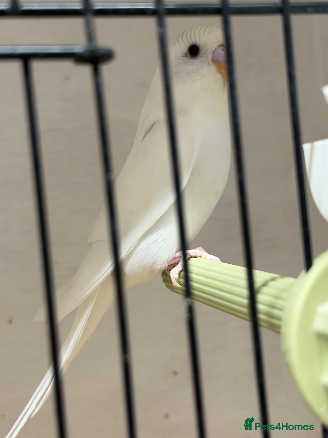 Budgerigars birds for sale: Mix budgies  - Advert 6
