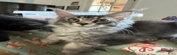 Maine Coon cats for sale: 🐈‍⬛Registered Maine Coons - Advert 16