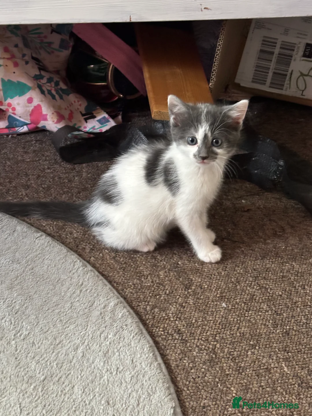 British Shorthair cats for sale: One boy one girl kitten  - Advert 2