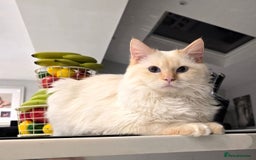 Ragdoll cats for stud: GCCF Eu**an Champion line Ragdoll Stud - Image 3