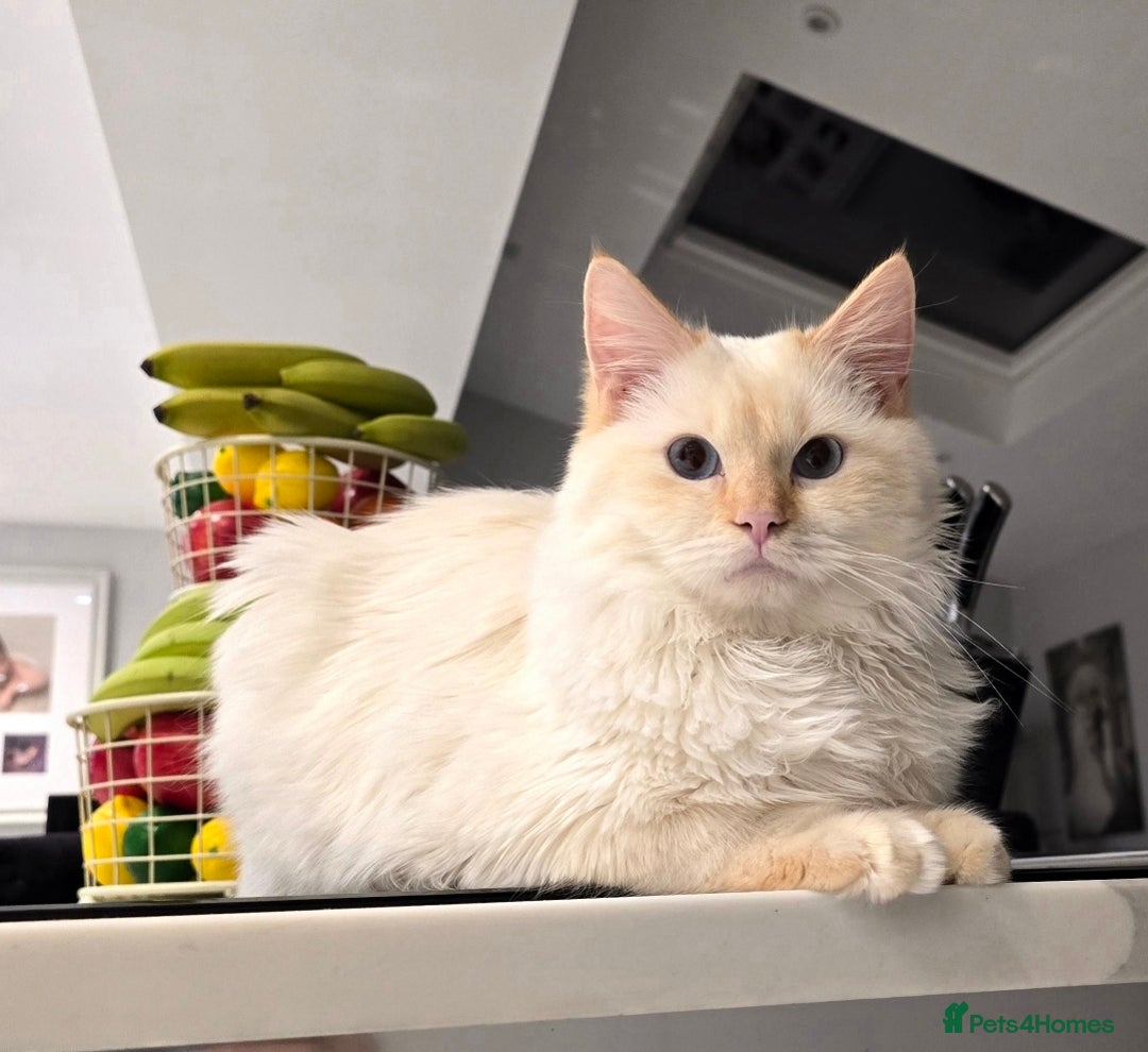 Ragdoll cats for stud: GCCF Eu**an Champion line Ragdoll Stud - Image 3