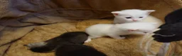 Mixed Breed cats for sale: British shorthair mixed kittens.  - Advert 7
