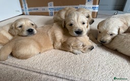 Golden Retriever dogs for sale: Stunning KC Registered Golden Retriever Puppies - Image 6
