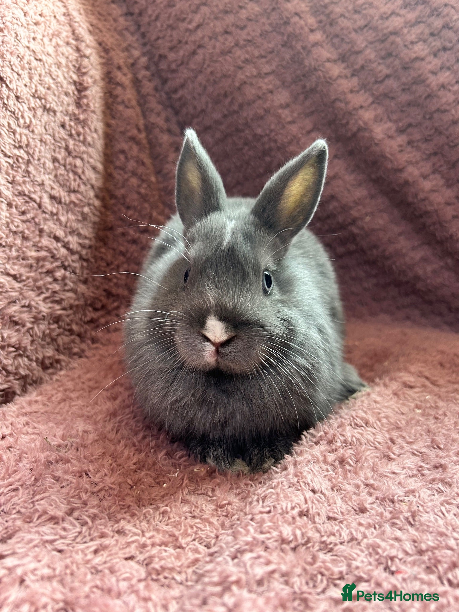 Netherland Dwarf rabbits Netherland Dwarf Baby Rabbits  - Advert 1