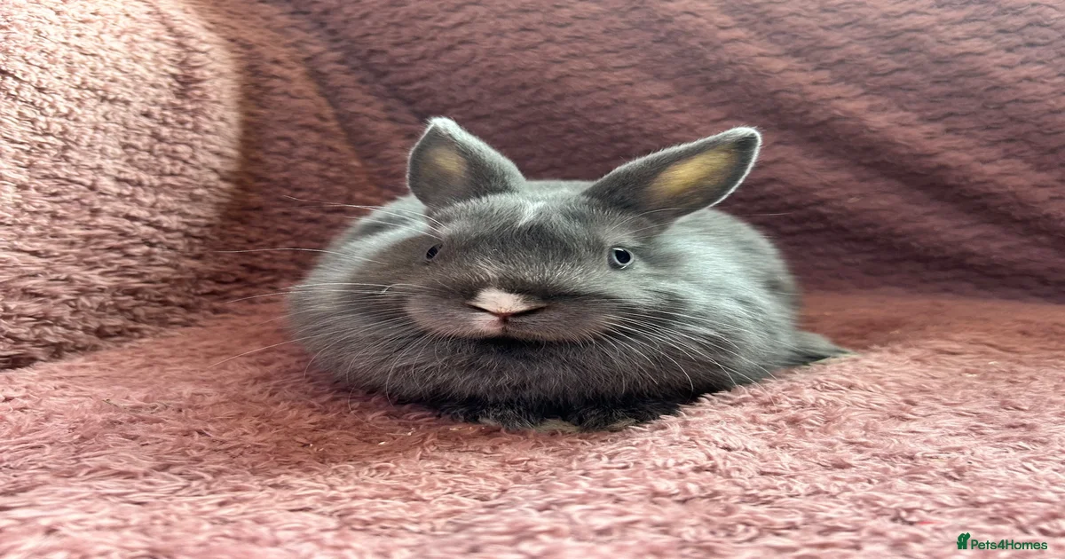 Rabbits for Sale for sale in Bletchley, Milton Keynes | Pets4Homes