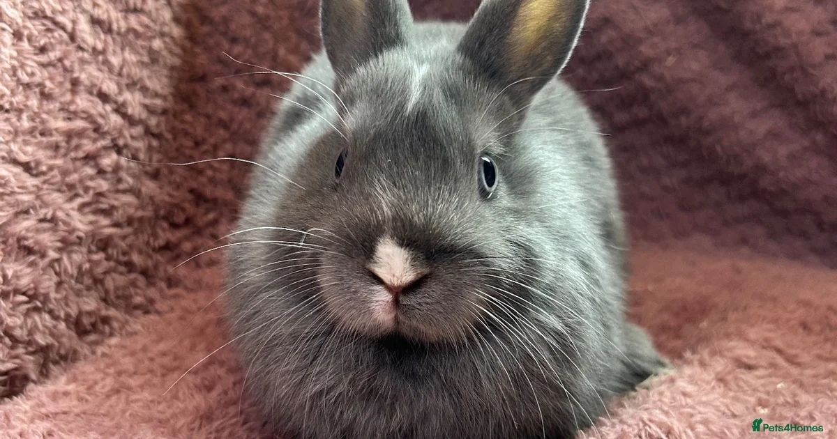Rabbits for Sale for sale in Bletchley, Milton Keynes | Pets4Homes