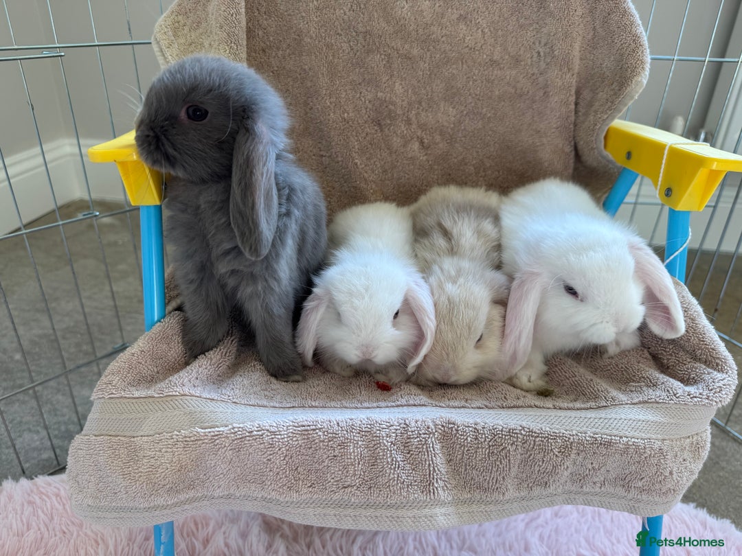 Mini Lop rabbits for sale: Friendly mini lop babies ready 14 August - Image 20