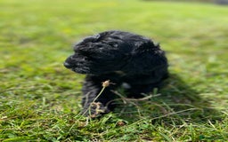Cockapoo dogs for sale: F1 cockapoos - Image 23