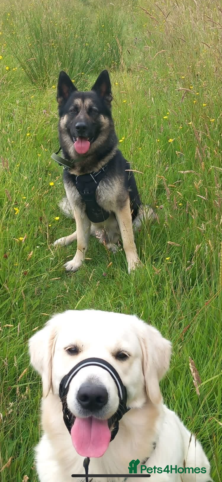 Golden Shepherd dogs Golden shepards - Advert 2