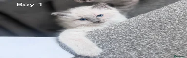 Ragdoll 1