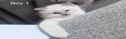 Ragdoll cats for sale: 3 beautiful kittens  in Longniddry - Advert 7