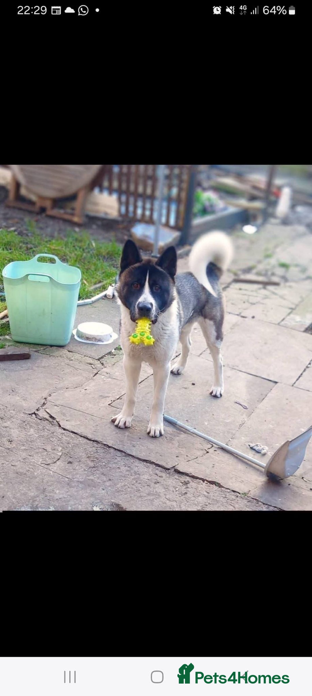 Akita dogs for sale: American Akitas  - Advert 2