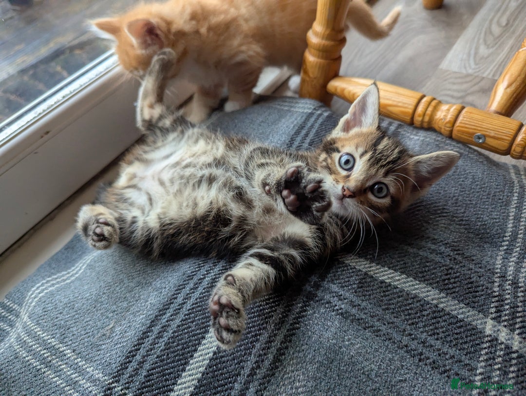 Mixed Breed cats for sale: Gorgeous kittens for sale £250 males £300 females - Advert 21