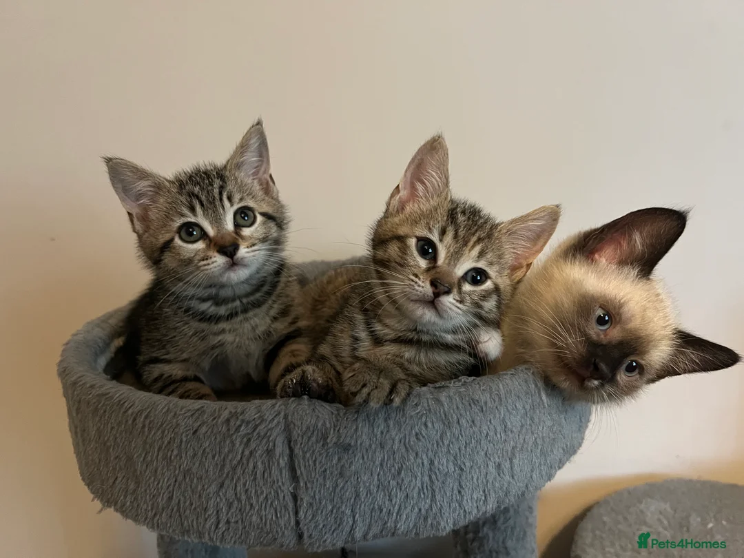 Mixed Breed cats for sale: Mixed Kittens - Advert 1