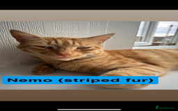 Domestic Shorthair cats for sale: 2 Male cats for sale  - Image 2
