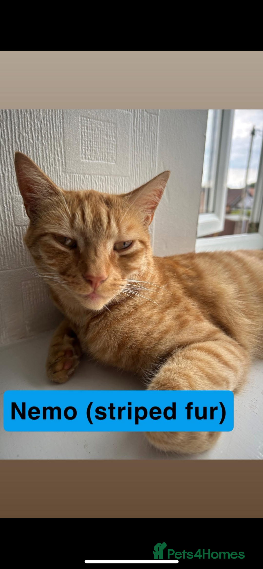 Domestic Shorthair cats for sale: 2 Male cats for sale  - Image 2