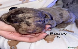 Cockapoo dogs for sale: Adorable 🐶 Cockapoo Pups 🐶 x6 Ready for new home - Advert 14