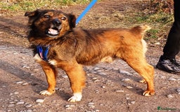Mixed Breed dogs for adoption: Meet Charlie - a Lovely old boy, for a loving Home - Image 7