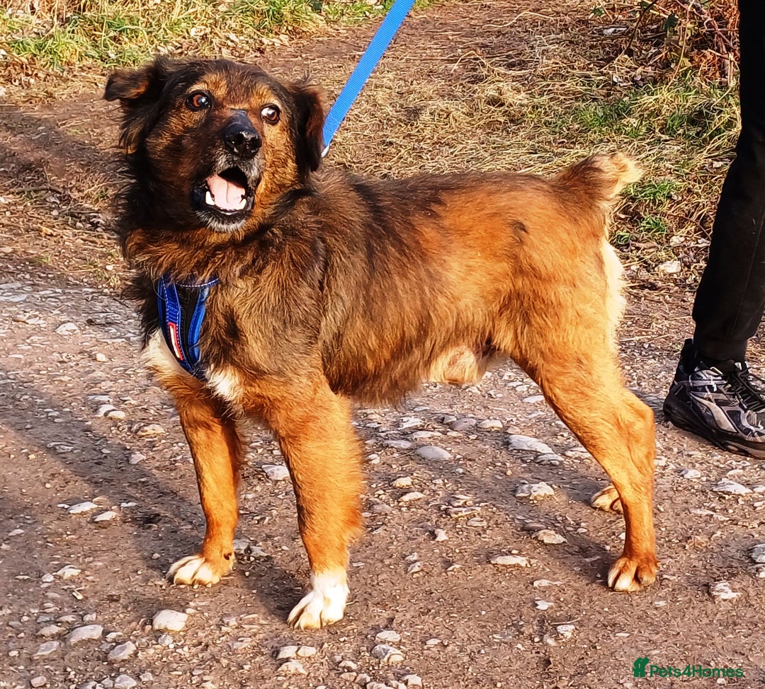 Mixed Breed dogs for adoption: Meet Charlie - a Lovely old boy, for a loving Home - Image 7