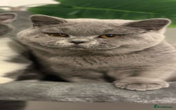 British Shorthair cats for sale: Stunning blue boy from champion lines 🏆 - Image 1