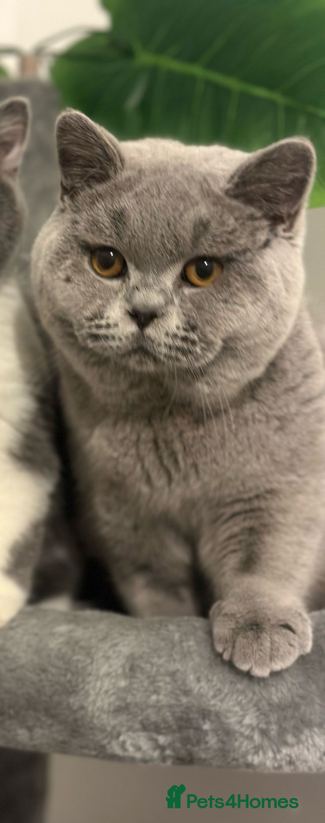 British Shorthair cats for sale: Stunning blue boy from champion lines 🏆 - Image 1
