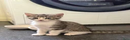 Mixed Breed cats for sale: Tabby Kittens For Sale - Advert 15