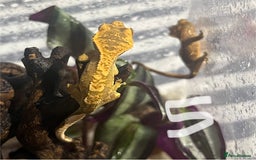 Gecko reptiles for sale: Baby crested geckos  - Image 5