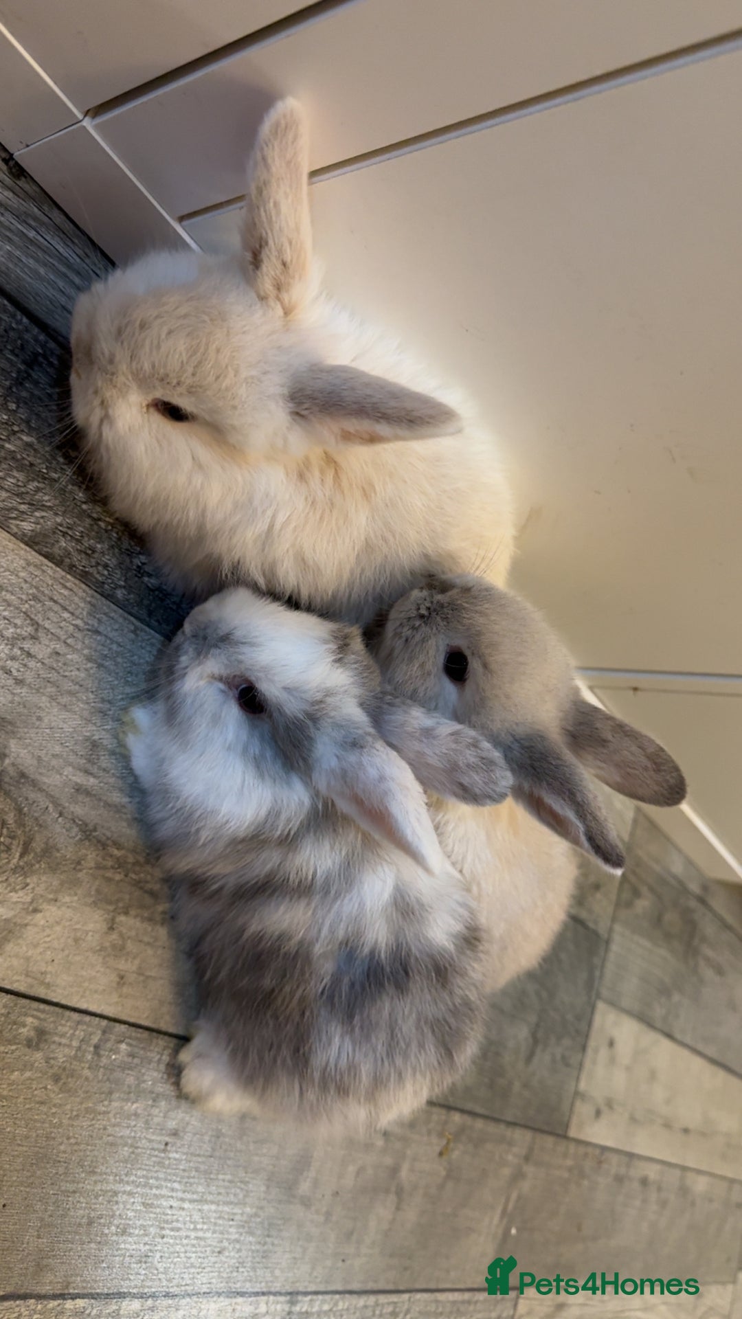 Mixed Breed rabbits for sale: Mini lop X lion head bunnies  - Advert 7