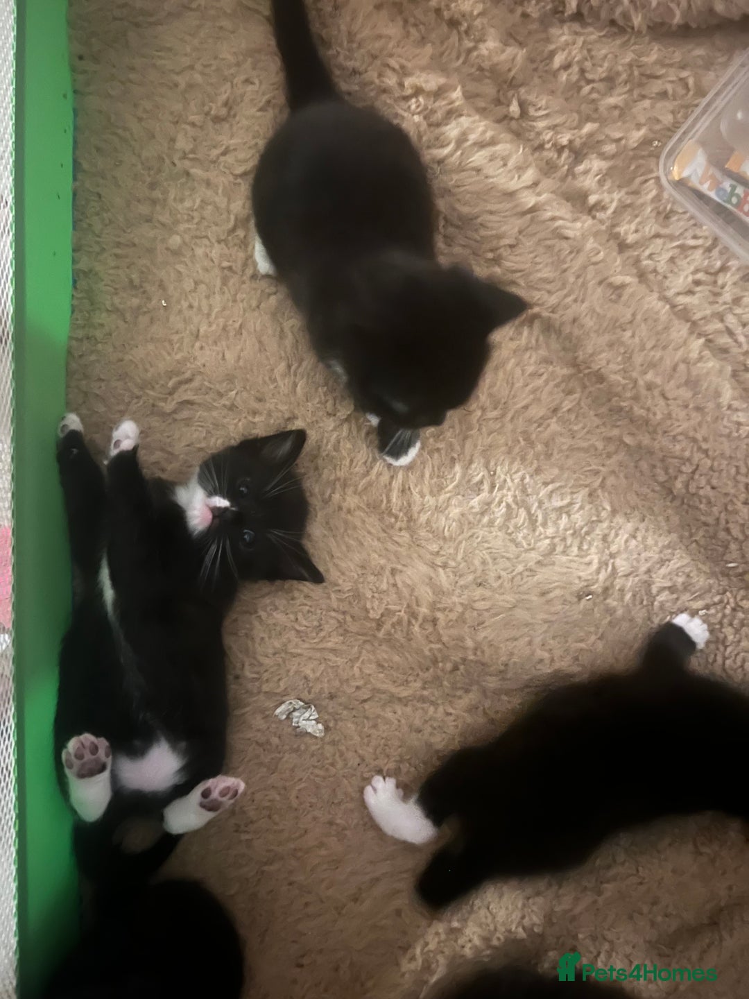 Mixed Breed cats for sale: 4 tuxedo kittens  - Advert 4