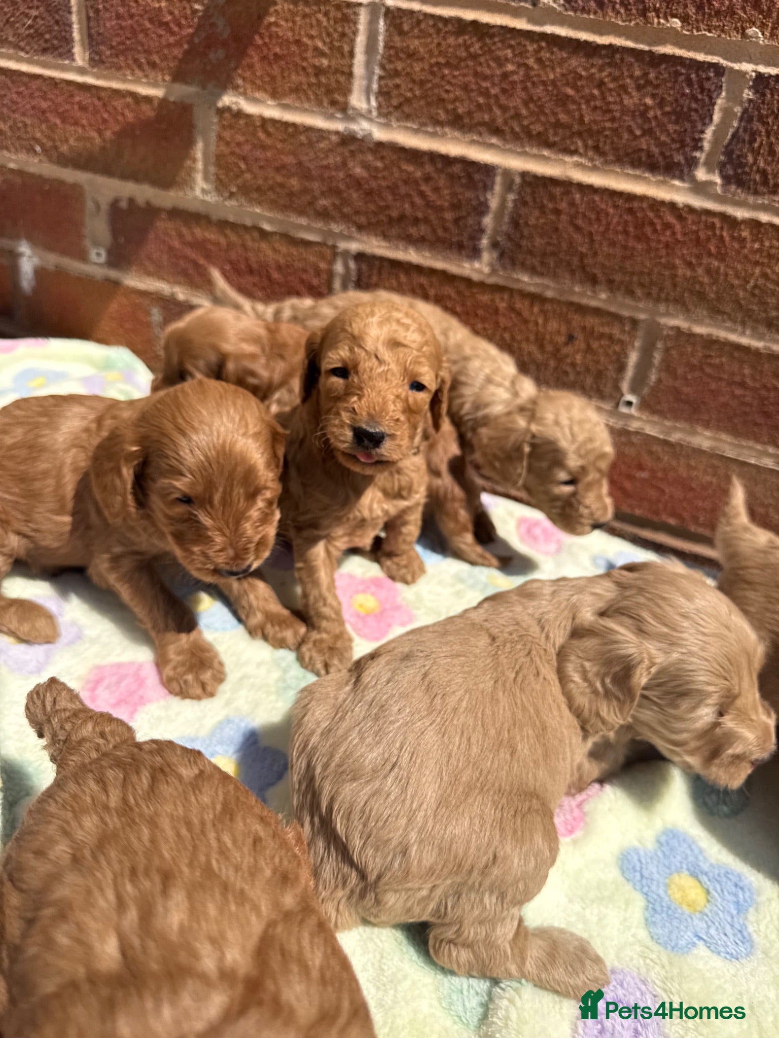 Cockapoo dogs 7 Beautiful Cockapoo Puppies  - Advert 14