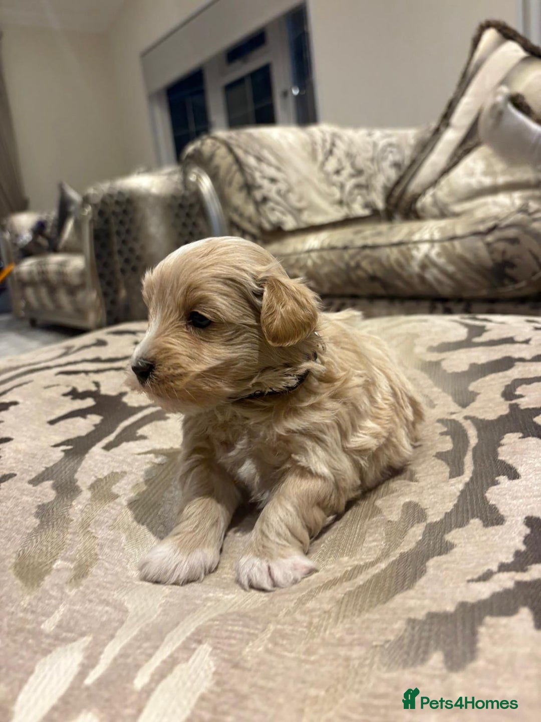Maltipoo dogs for sale: 4 stunning maltipoo available  - Advert 8