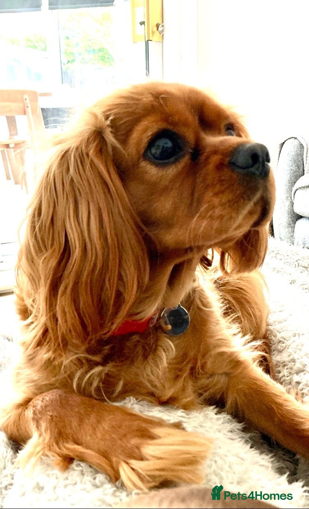 Cavalier King Charles Spaniel dogs for sale: DUE 23rd DEC - KC DNA HEART EYE CHAMPION LINES - Advert 3