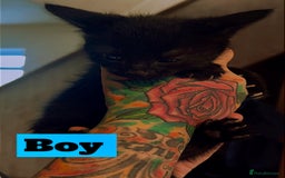 Mixed Breed cats for sale: Beautiful playful kittens  - Image 4