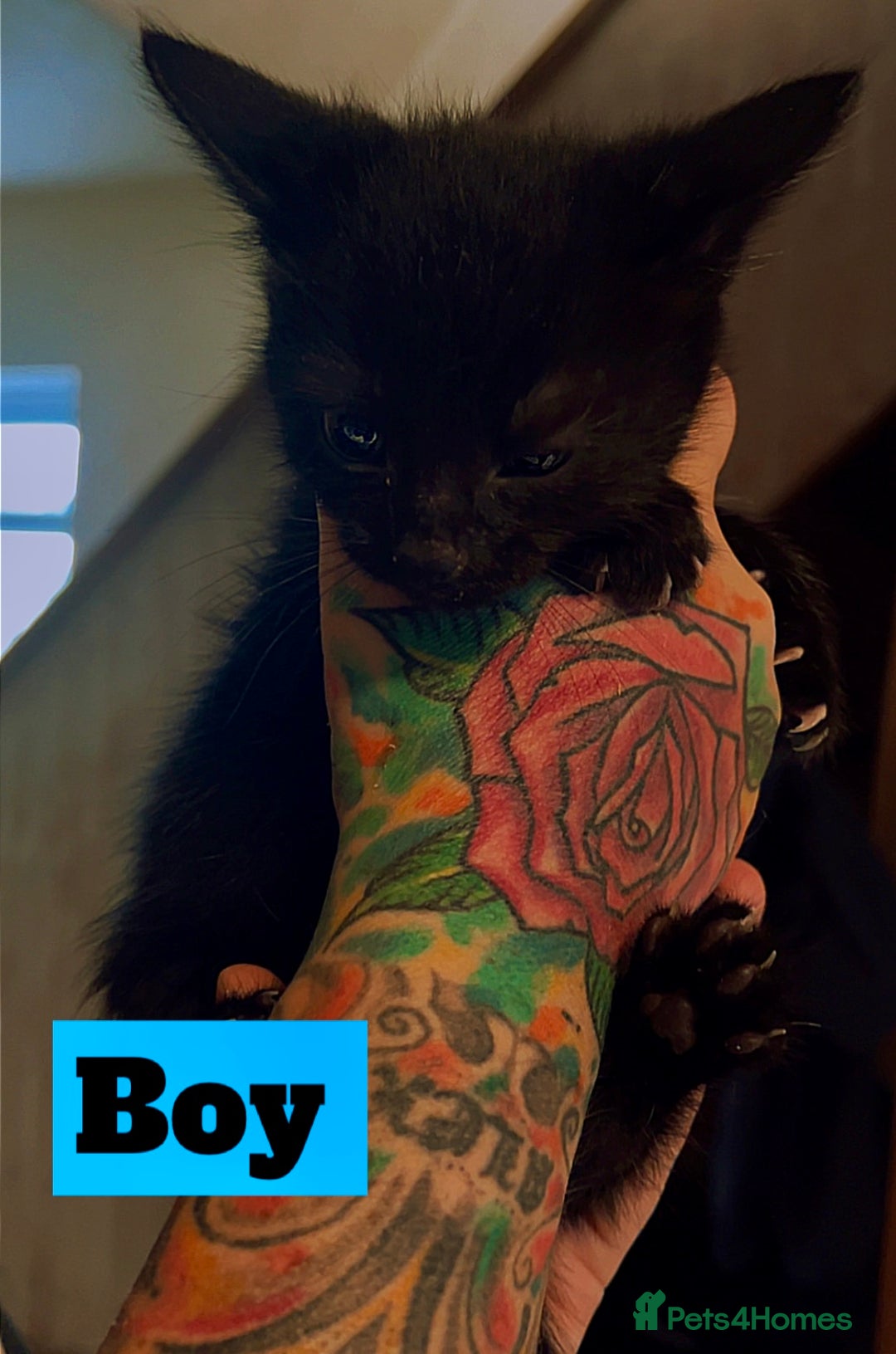 Mixed Breed cats for sale: Beautiful playful kittens  - Image 4