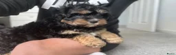 Cavachon dogs for sale: Cavachon boy puppy - Advert 12