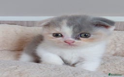 Scottish Fold cats for sale: Stunning Scottish fold kittens - Image 3